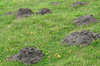 Molehills