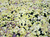 Flowers texture