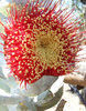 great seedpod colour