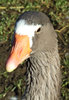 Don't be a goose?