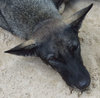 let sleeping dogs lie!