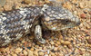blue tongued lizard