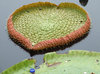 floating 'green plates'