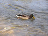 Duck in water