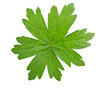 Leaf
