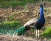 peacock colour