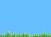 Spring Grass, Blue Sky