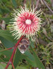 great balls of flowers