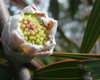 great balls of flowers