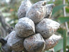 great balls of flowers