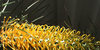 loopy flowers