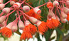 gum tree colours and shapes