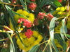 gum tree colours and shapes