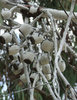 gum tree colours and shapes