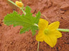 Bitter Melon Flower