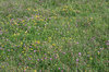 South Downs flora