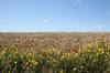 Toadflax and barley
