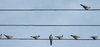 what's the score? Musical bird