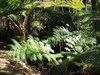 bush ferns