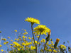 dandelions field