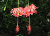 HIBISCUS schizopetalus