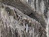 Old wood