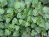 Stinging nettles