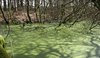 Green pond