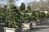 Ornamental trees