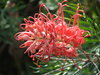loopy flowers