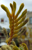 kangaroo paws - furry flowers