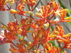 kangaroo paws - furry flowers