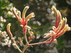 kangaroo paws - furry flowers