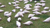 grazing corellas