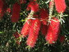 red bottlebrush