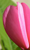 delicately pink