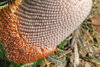 Banksia beauty