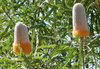 Banksia beauty