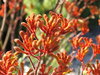 kangaroo paws - furry flowers