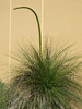 grass tree