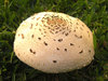 mushroom3