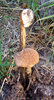 hardy toadstools