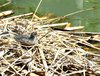 nestling's view