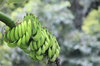 bananas growing