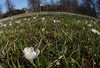 Springtime with a perspective