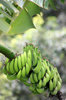 bananas growing