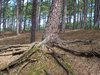 Roots of a tree