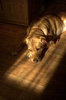 Sleeping dog in the evening su