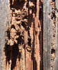 appetite for damage 5