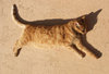 suspended wall cat